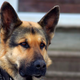 Illustration for article titled Cops Cleared On Corruption Charges After Implicating Decorated Police Dog